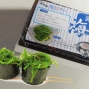 藍鰭金槍魚白領禮盒
